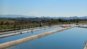 Pond water treatment process
