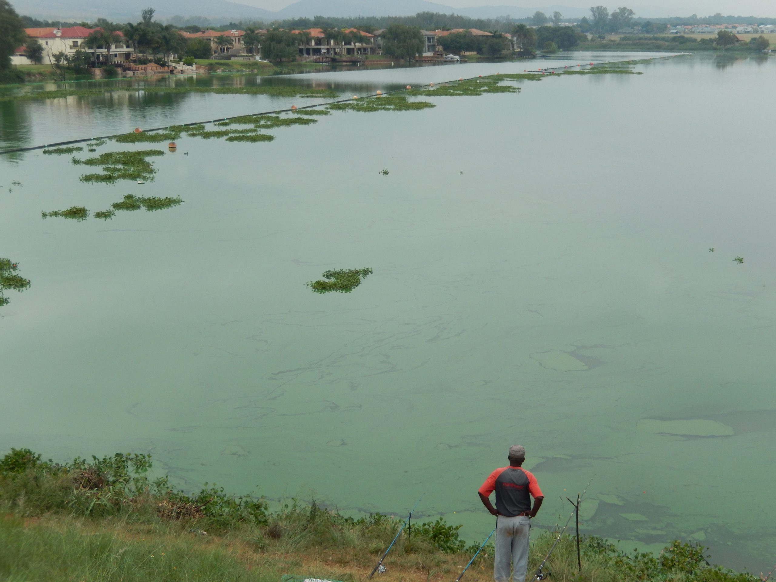 harmful algae bloom on lake